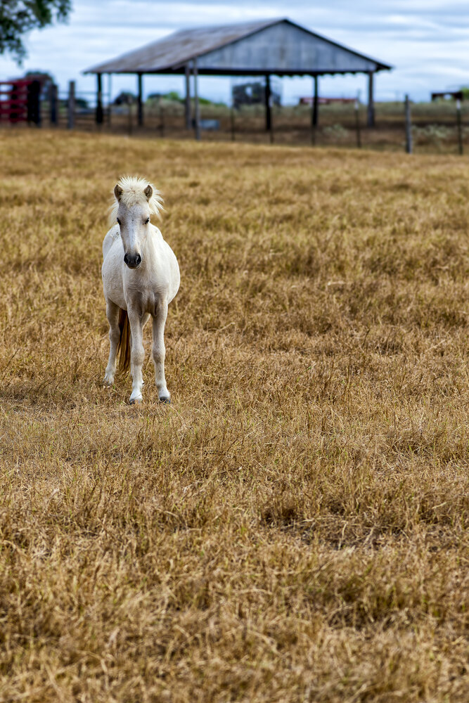 Little Pony, Big Personality: A Field Day for this Tiny Legend