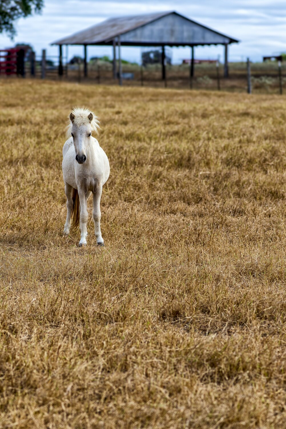 Little Pony, Big Personality: A Field Day for this Tiny Legend