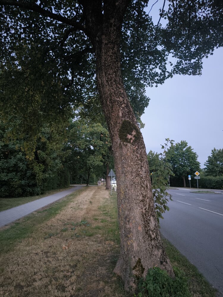 Jesus in the Tree of life
