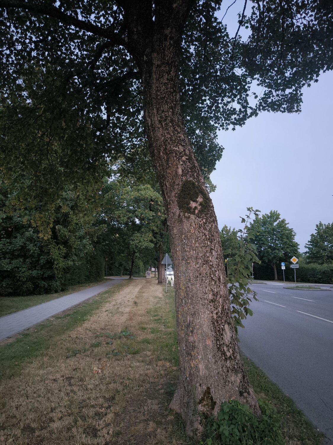 Jesus in the Tree of life