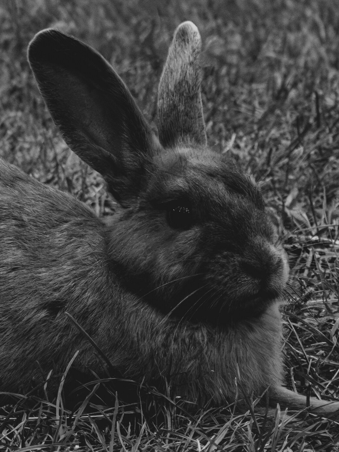 Photo #14077593