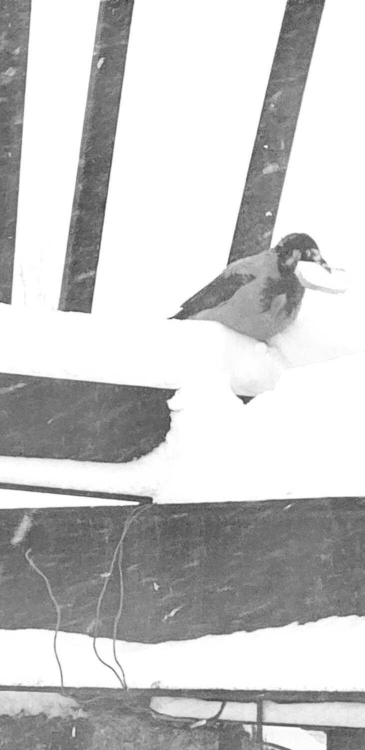 Photo #14077753
