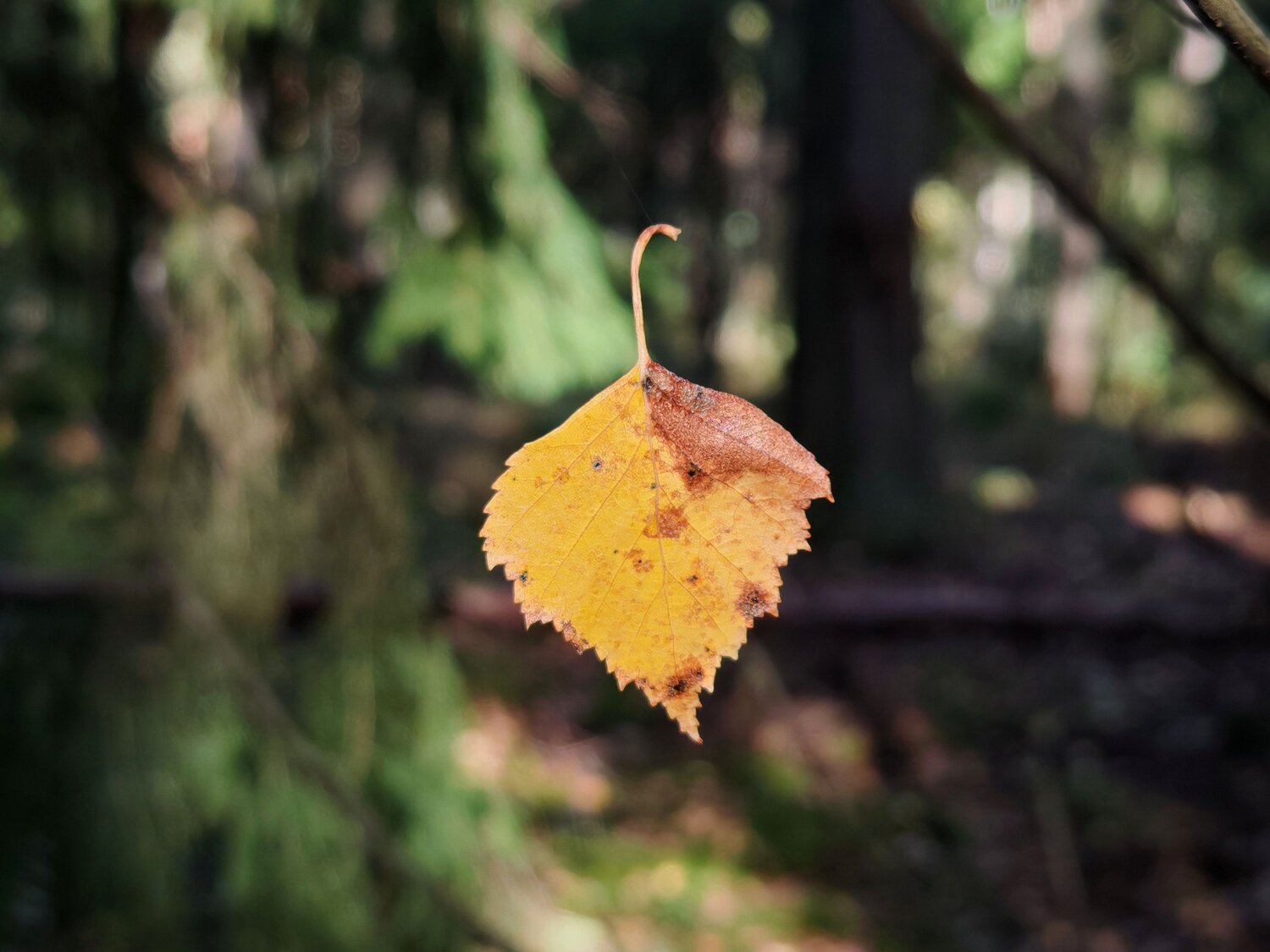 Photo #14078006