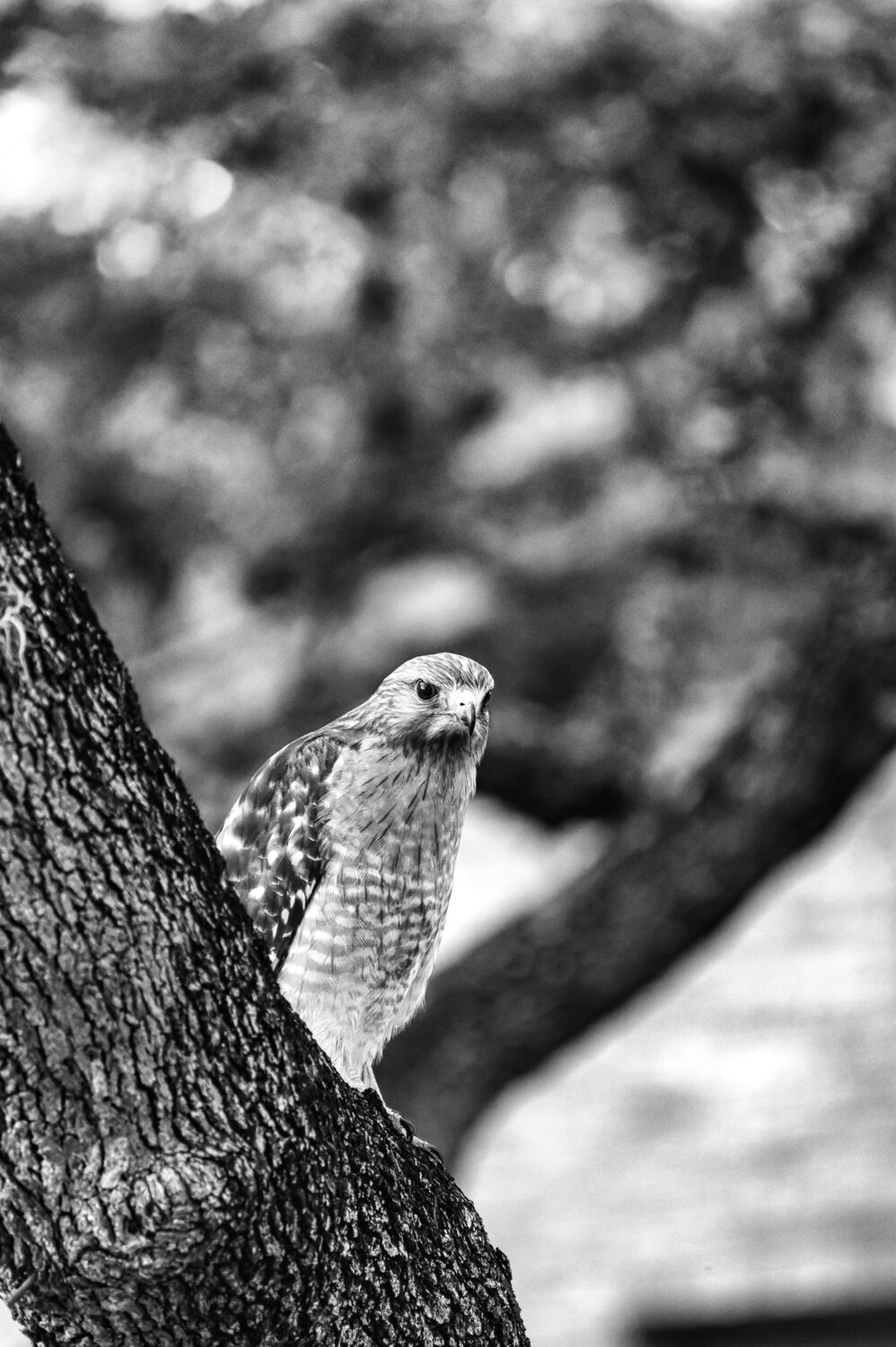 The Sky\\\'s Sharpest Observer Keeps a Watchful Eye