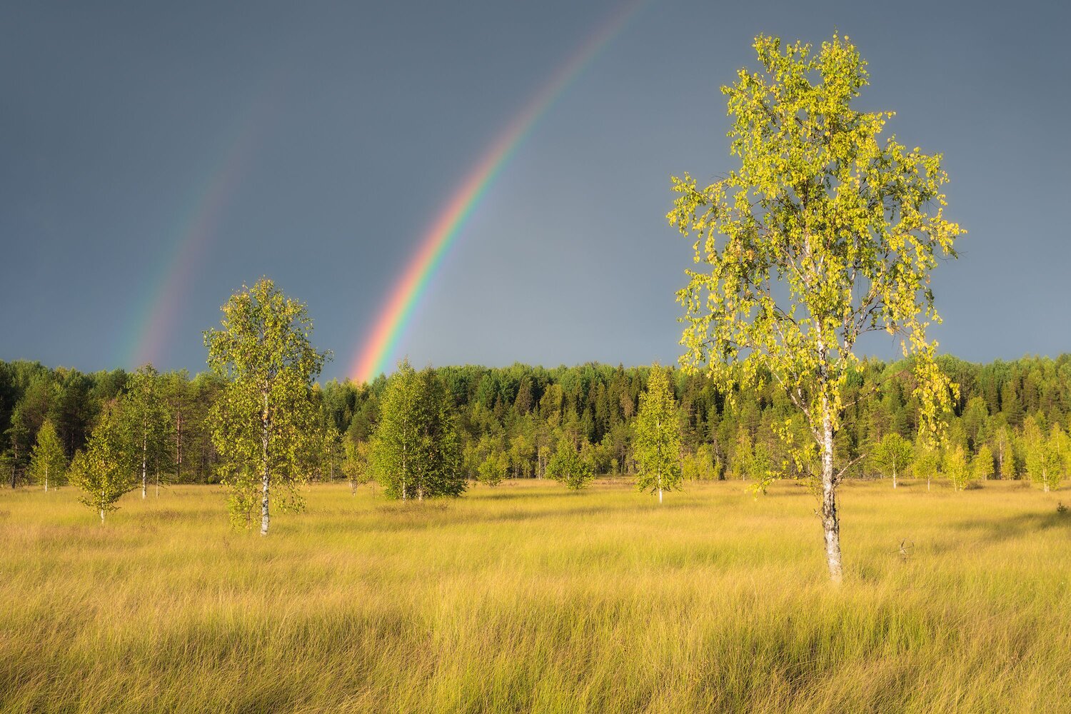 Photo #14078355