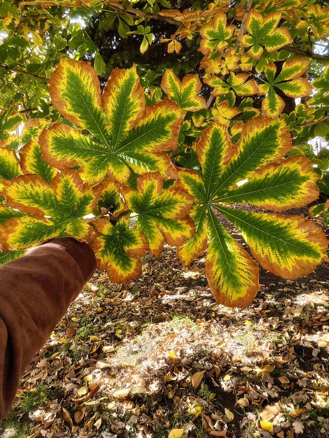 Осенние листья каштана