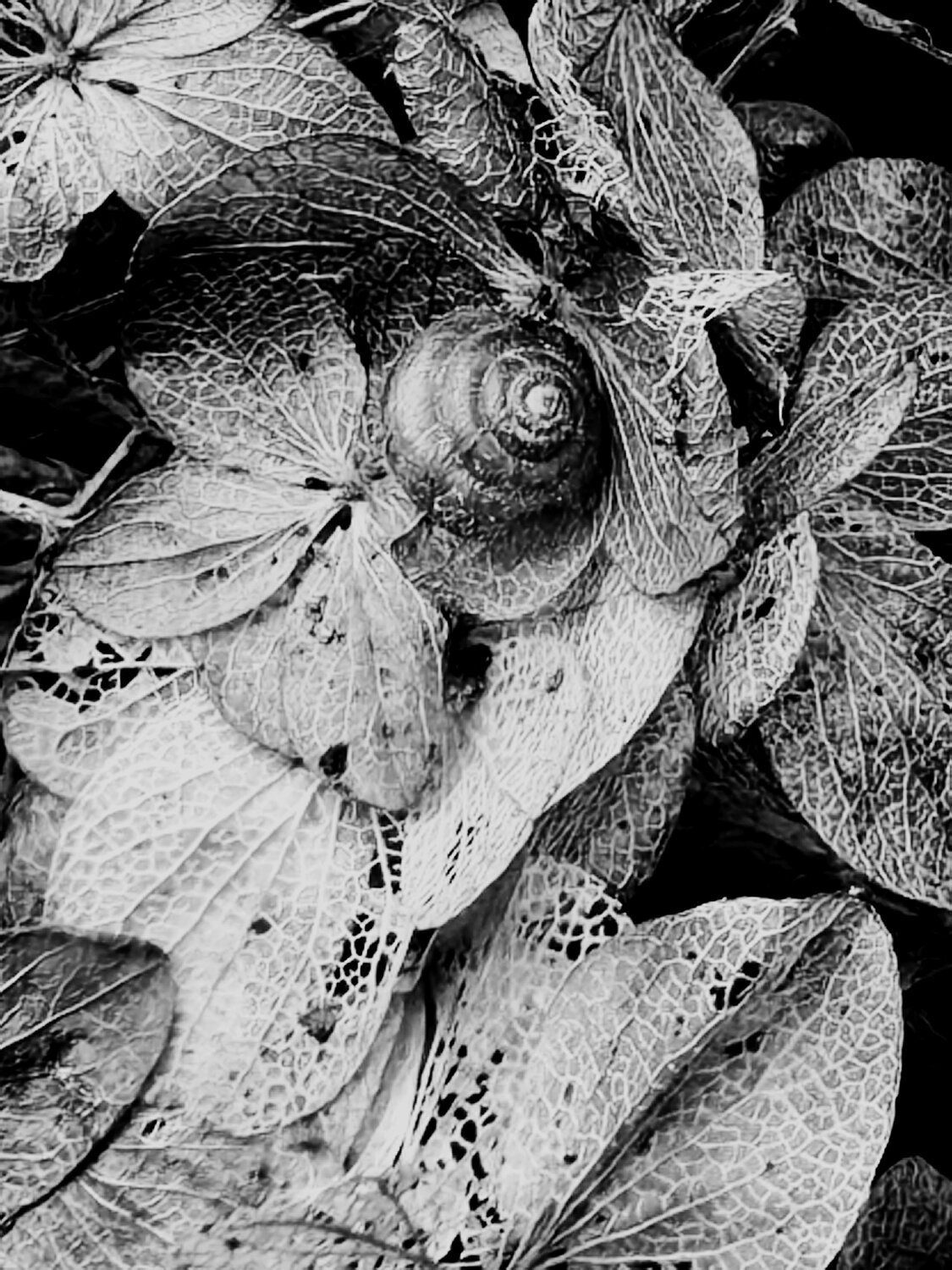 Photo #14079037