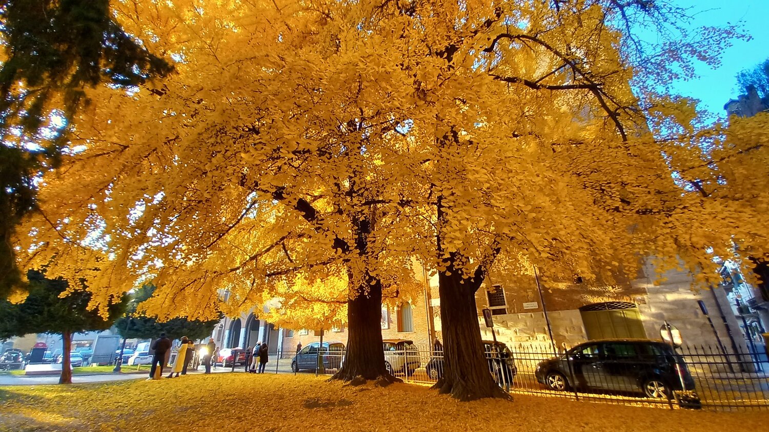 Under the Amber Canopy