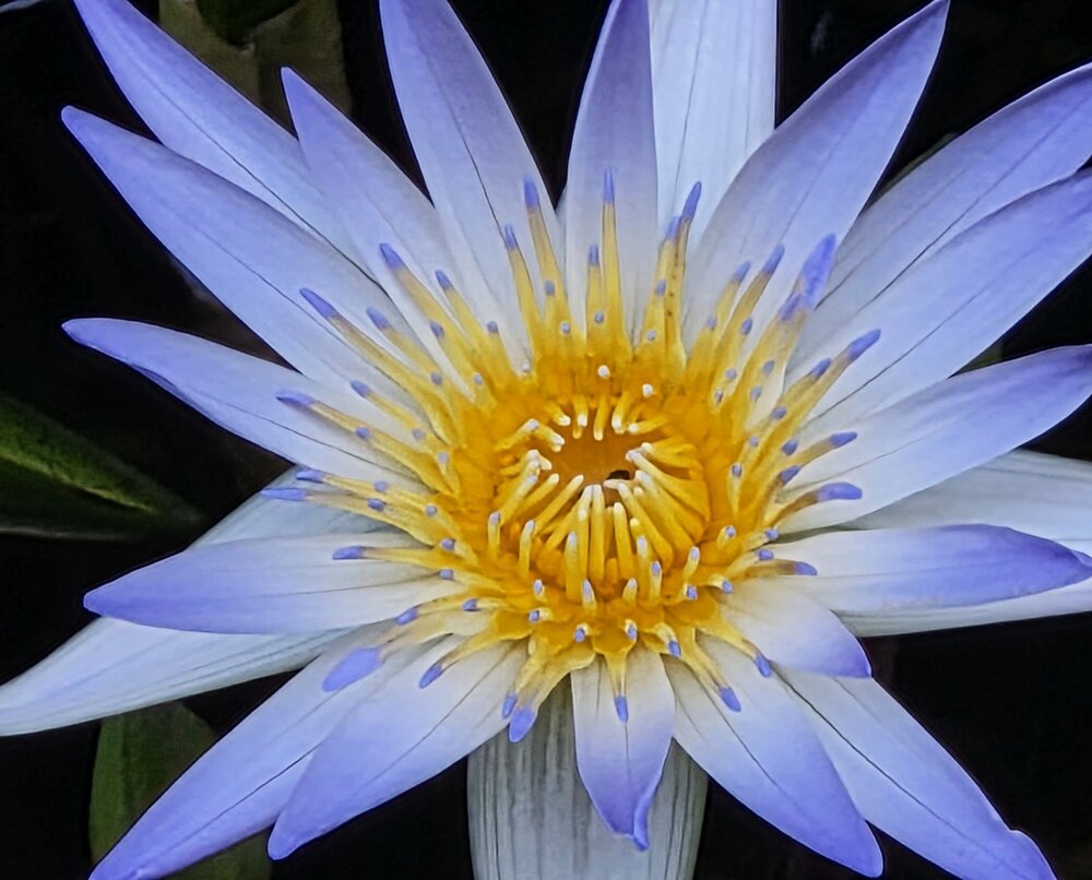 Blue lotus
