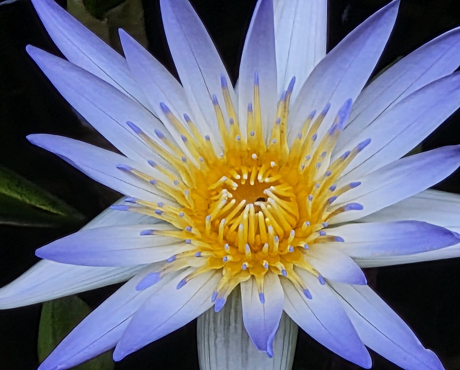 Blue lotus
