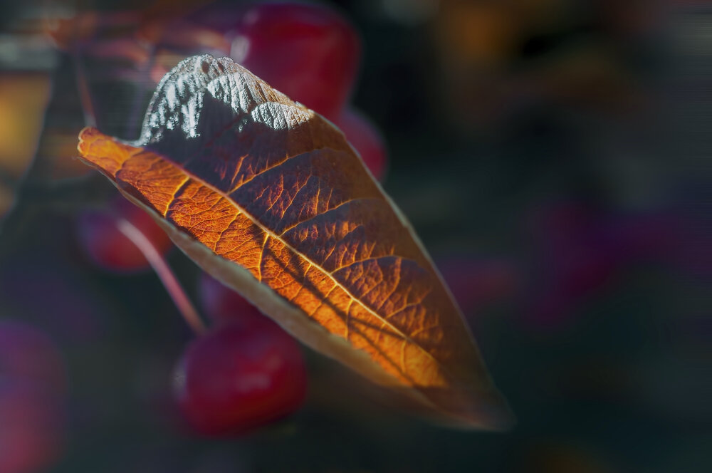Photograph by Svetlana Rizzo