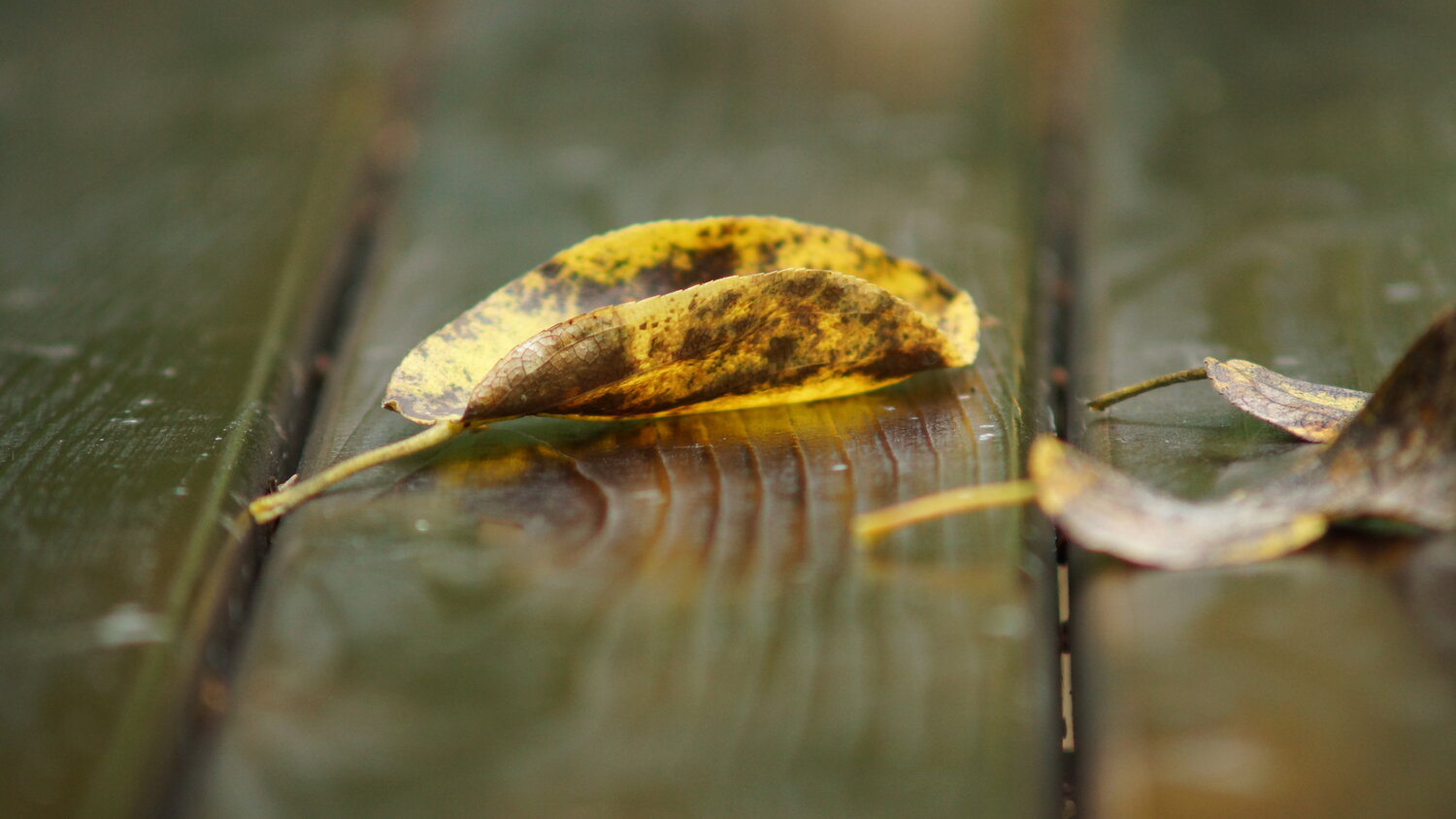 Photo #14082791
