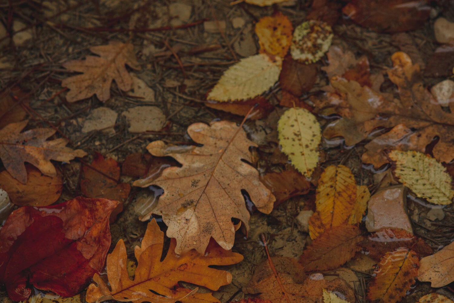 Photo #14082830