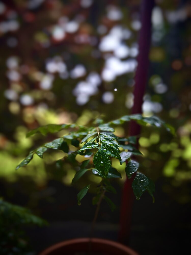 Photograph by Avigyan
