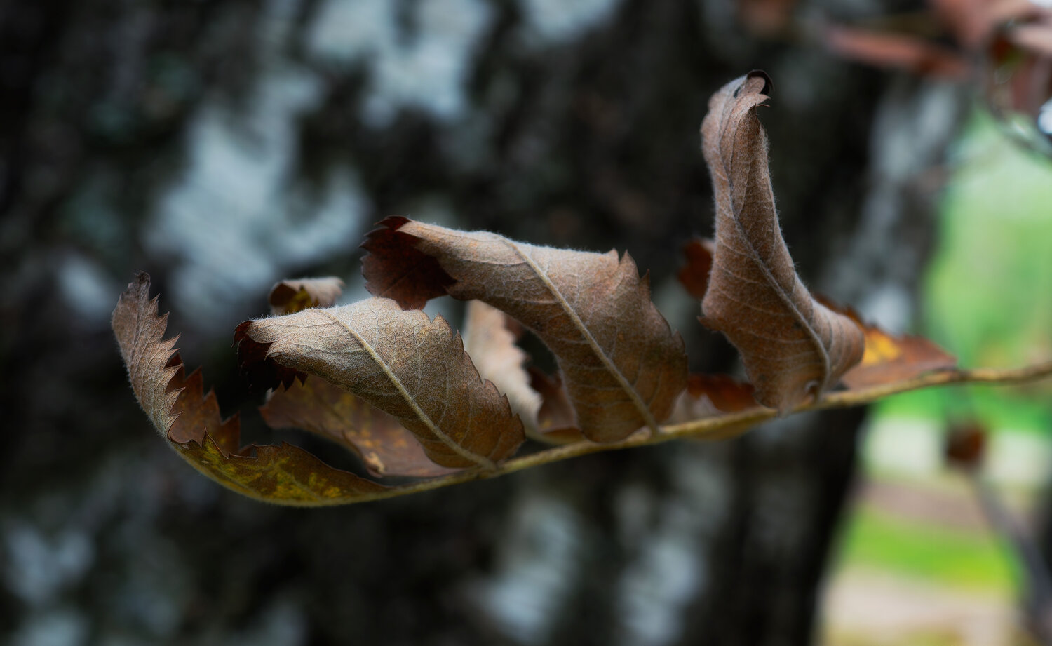 Photo #14082906