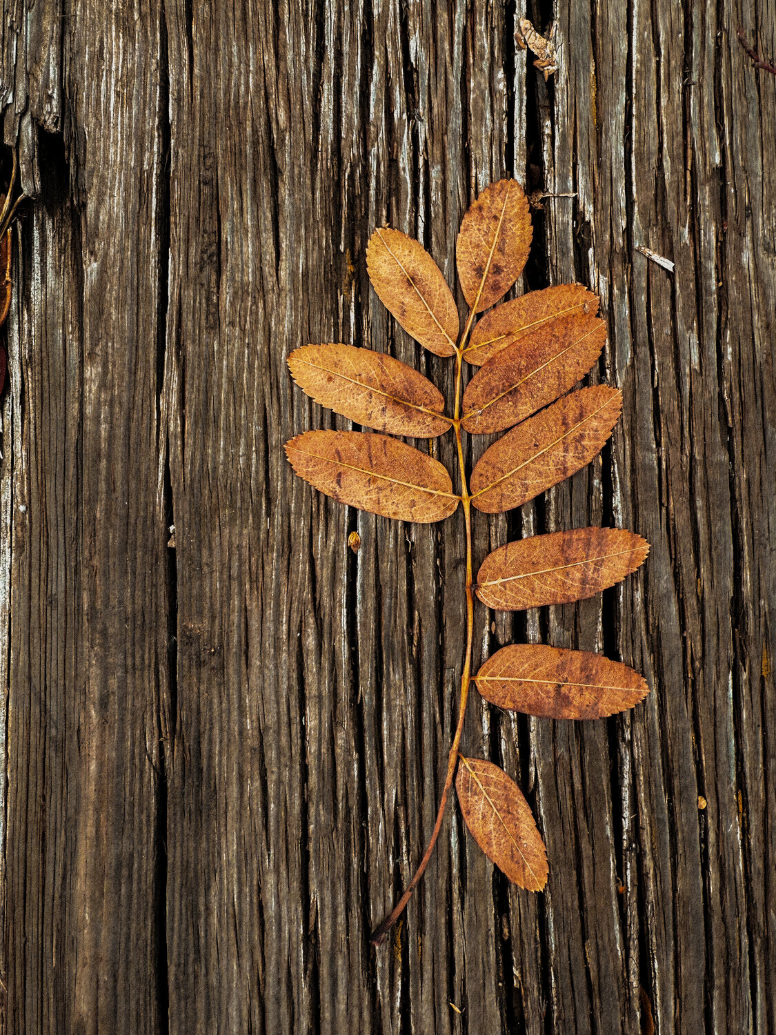 Photo #14082920