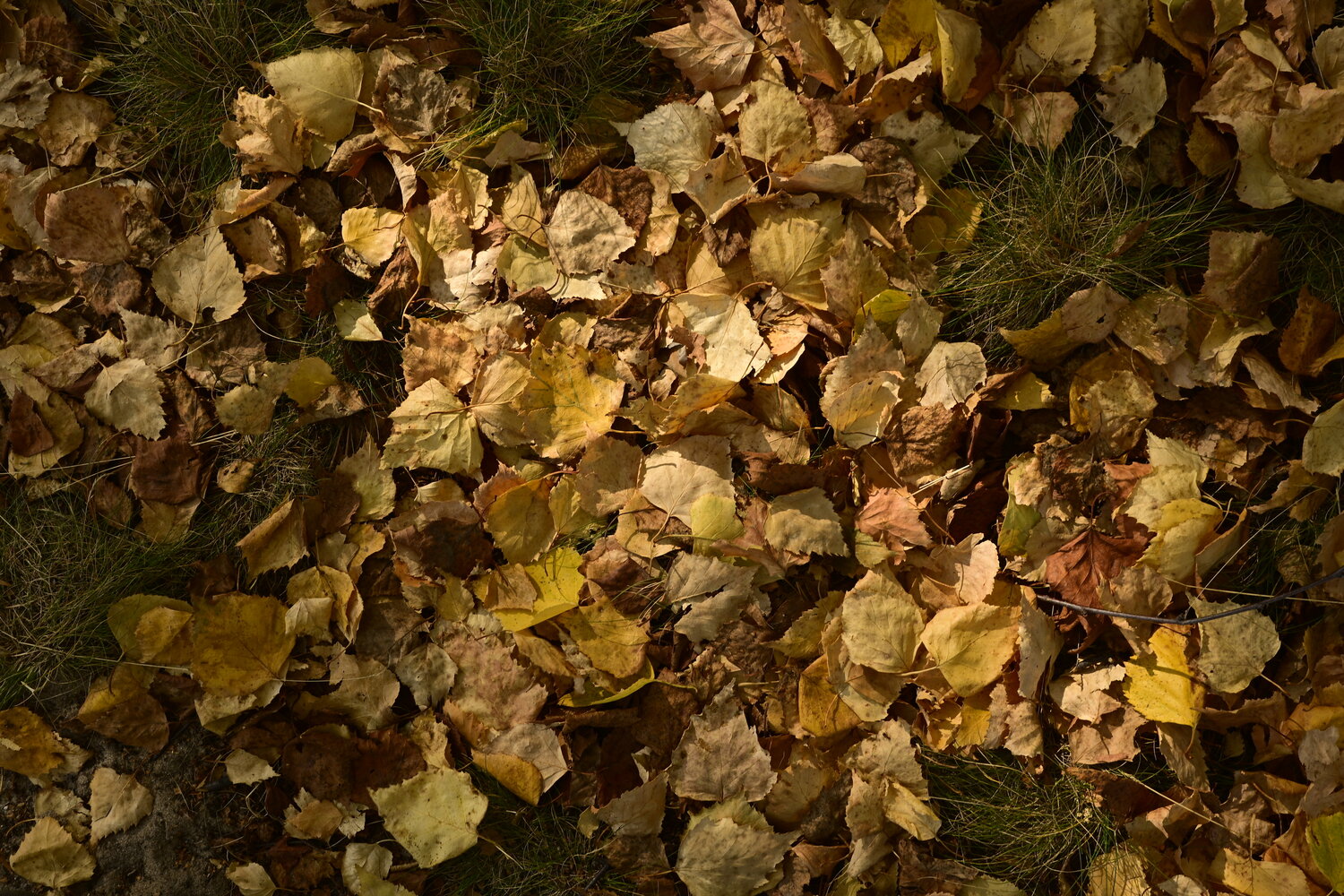 Photo #14082923
