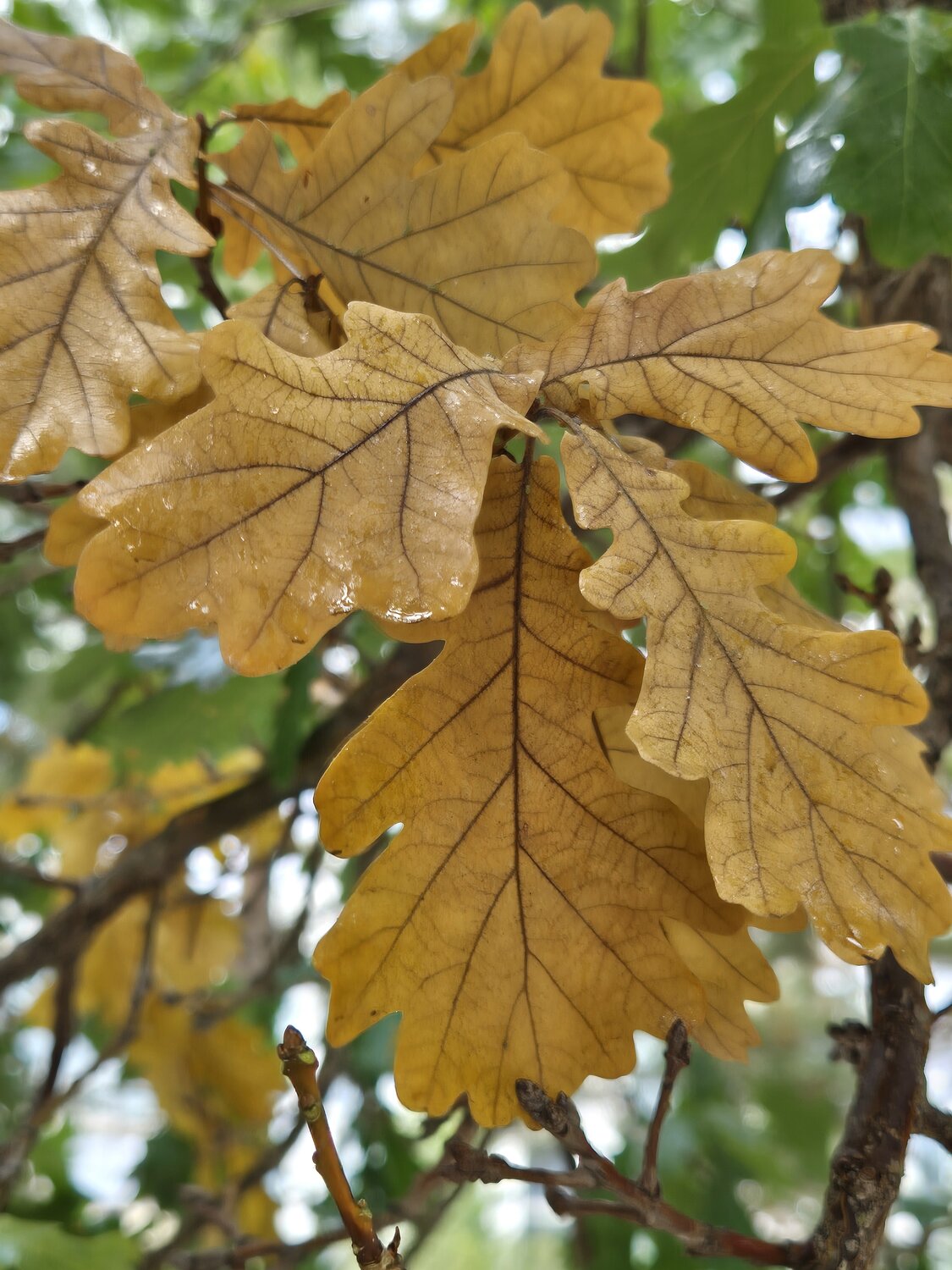 Photo #14082928