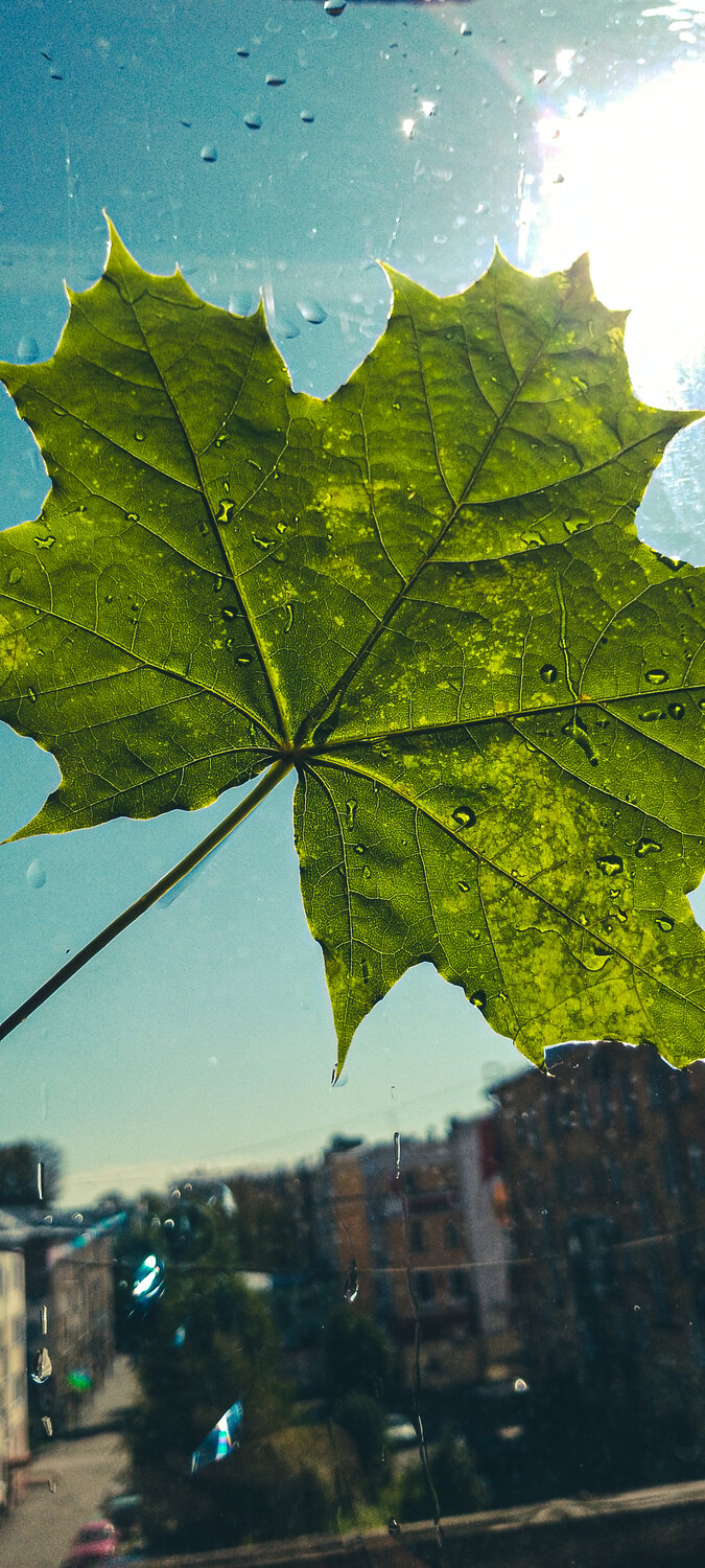 Photo #14082936