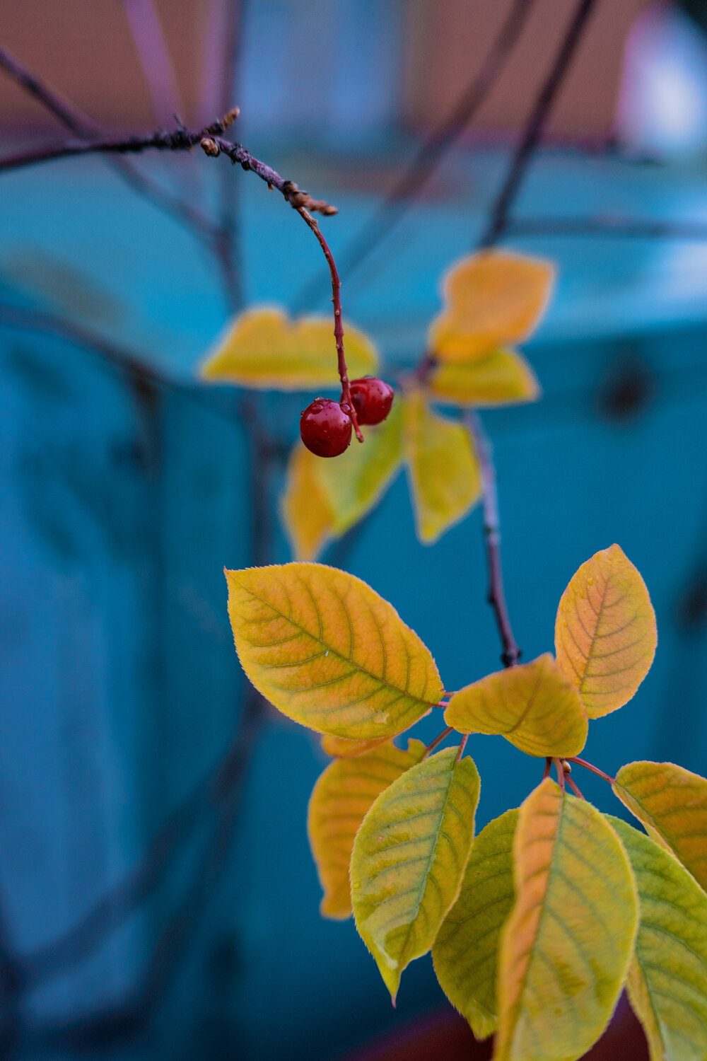 Photo #14082938
