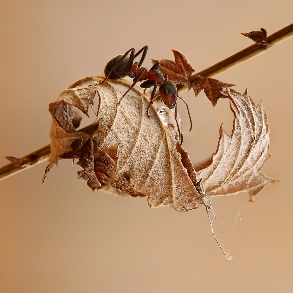 Photograph by Sokolova Tatiana