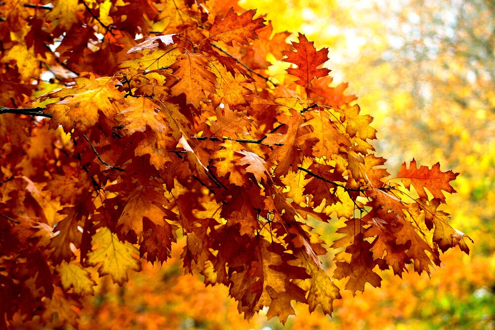 Photograph by Алексей Макаров