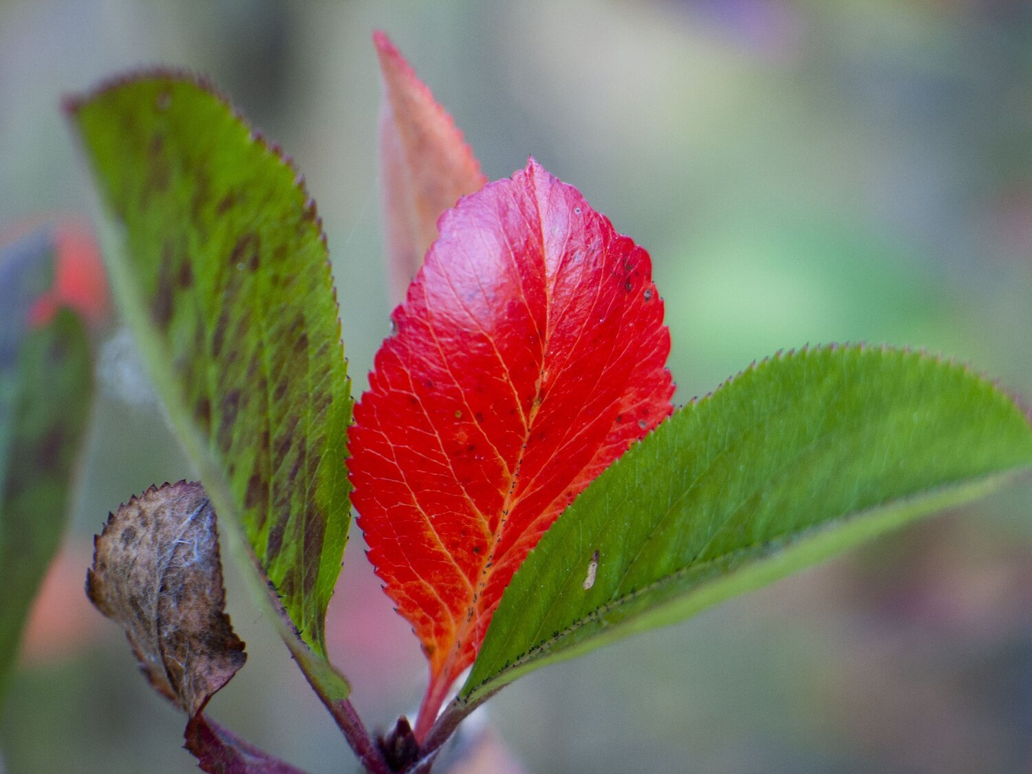 Photo #14083296