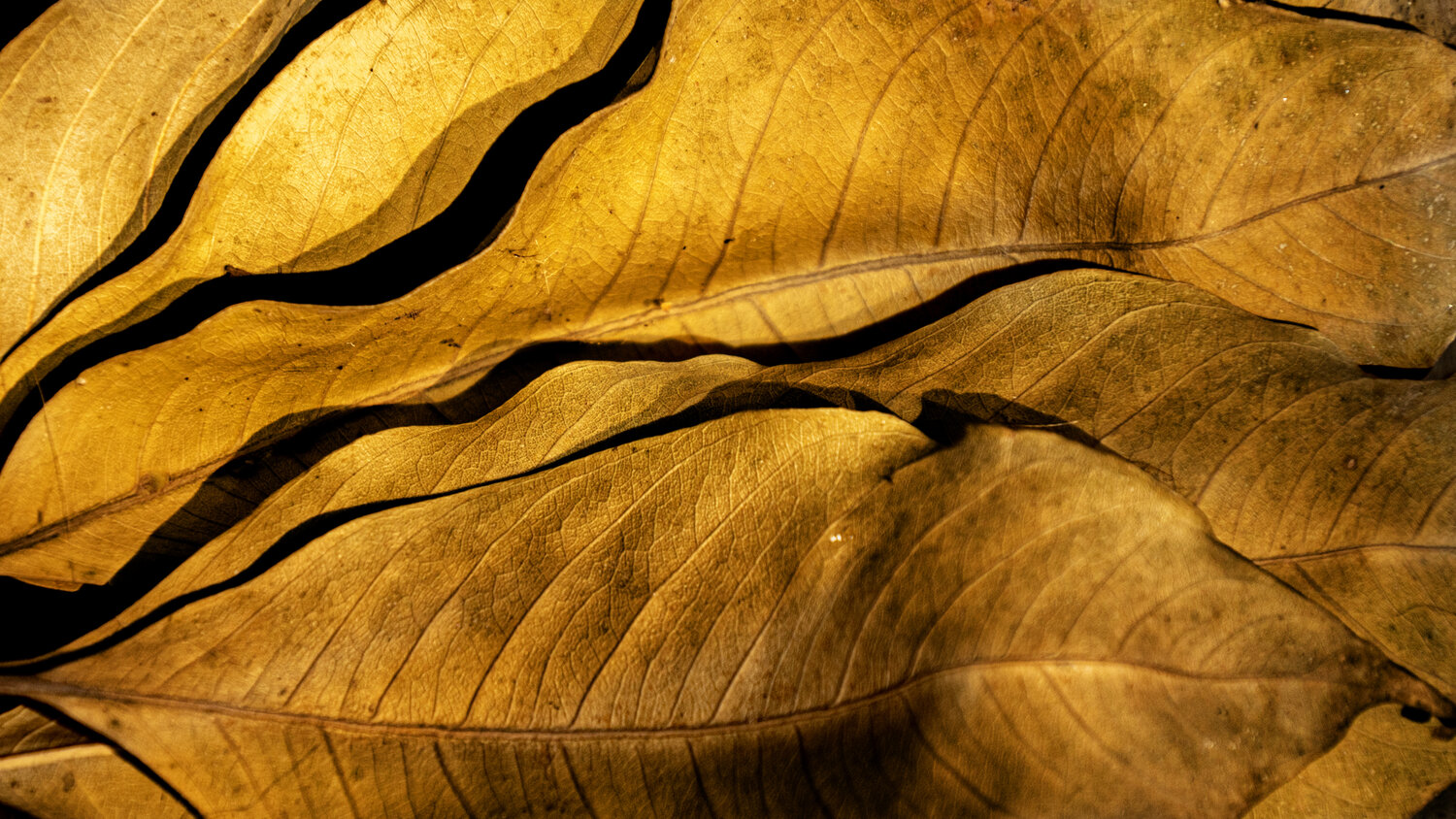 Photo #14083386