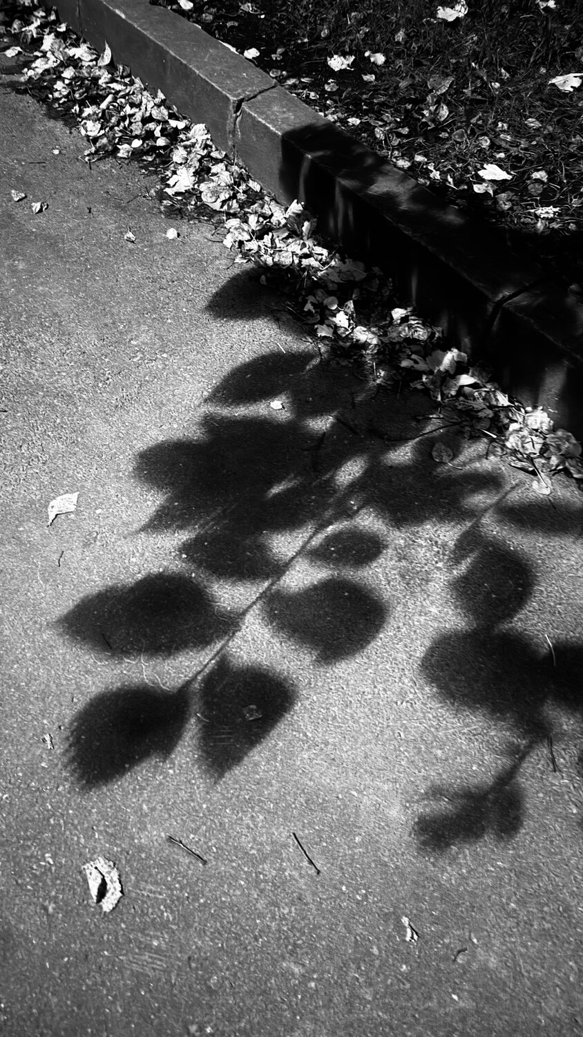 Photo #14083427