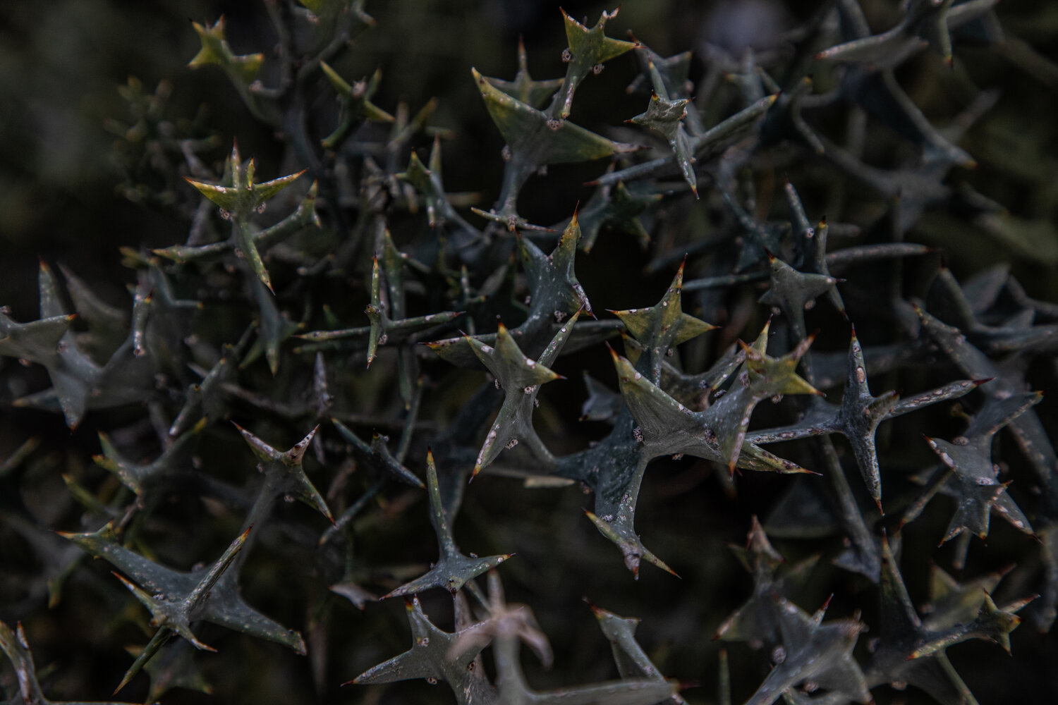 Photo #14083451