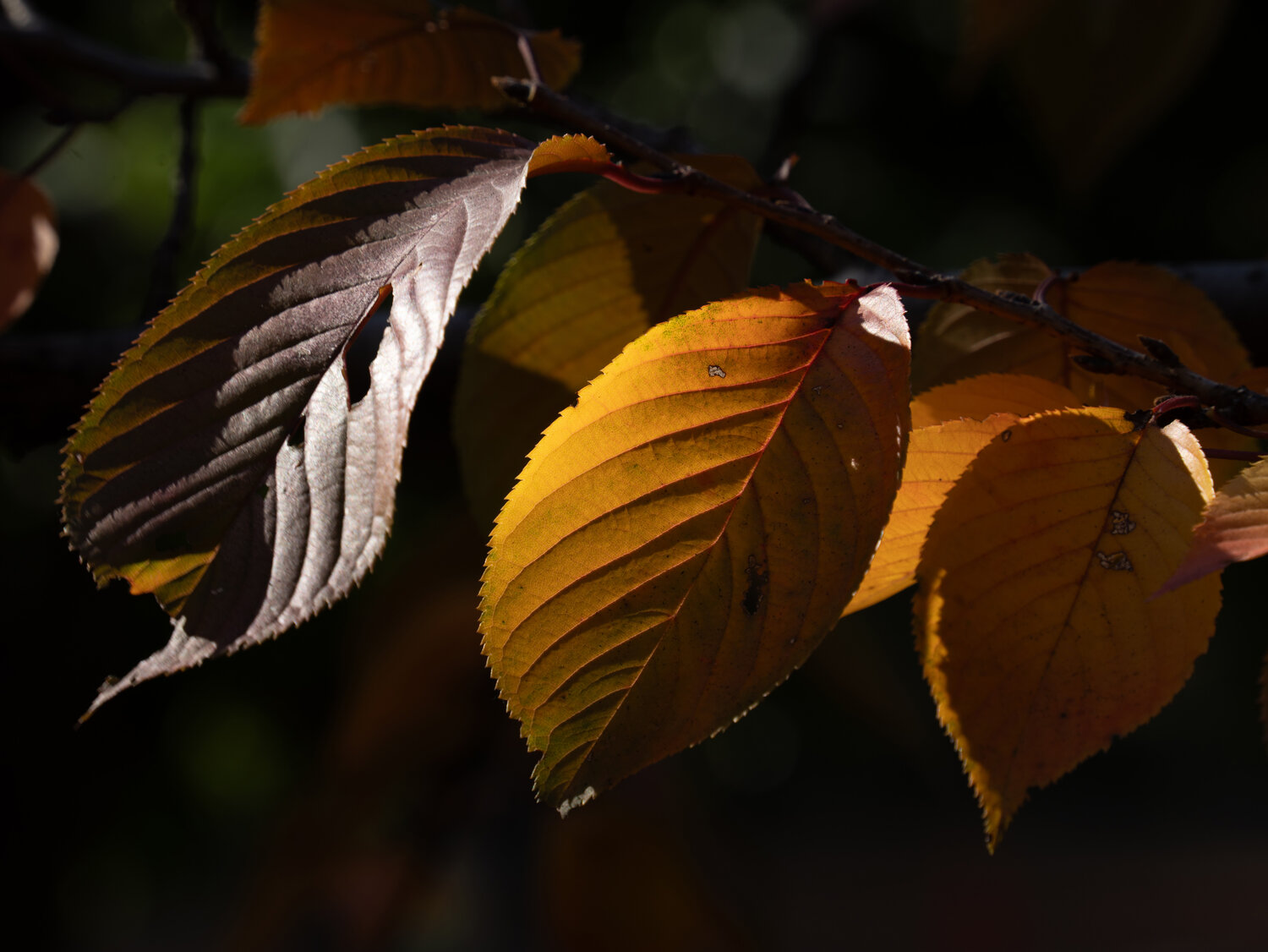 Photo #14083464