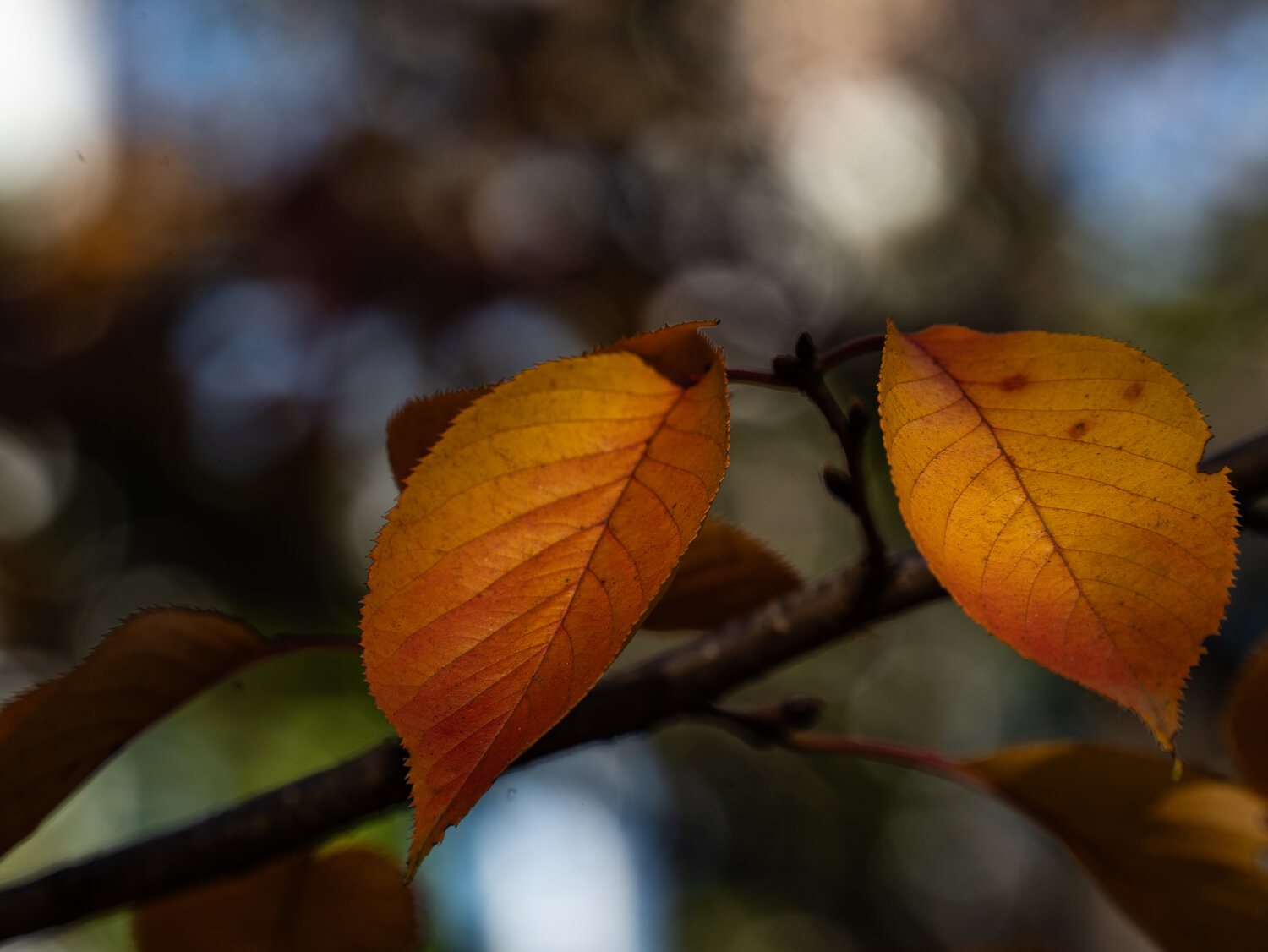 Photo #14083468