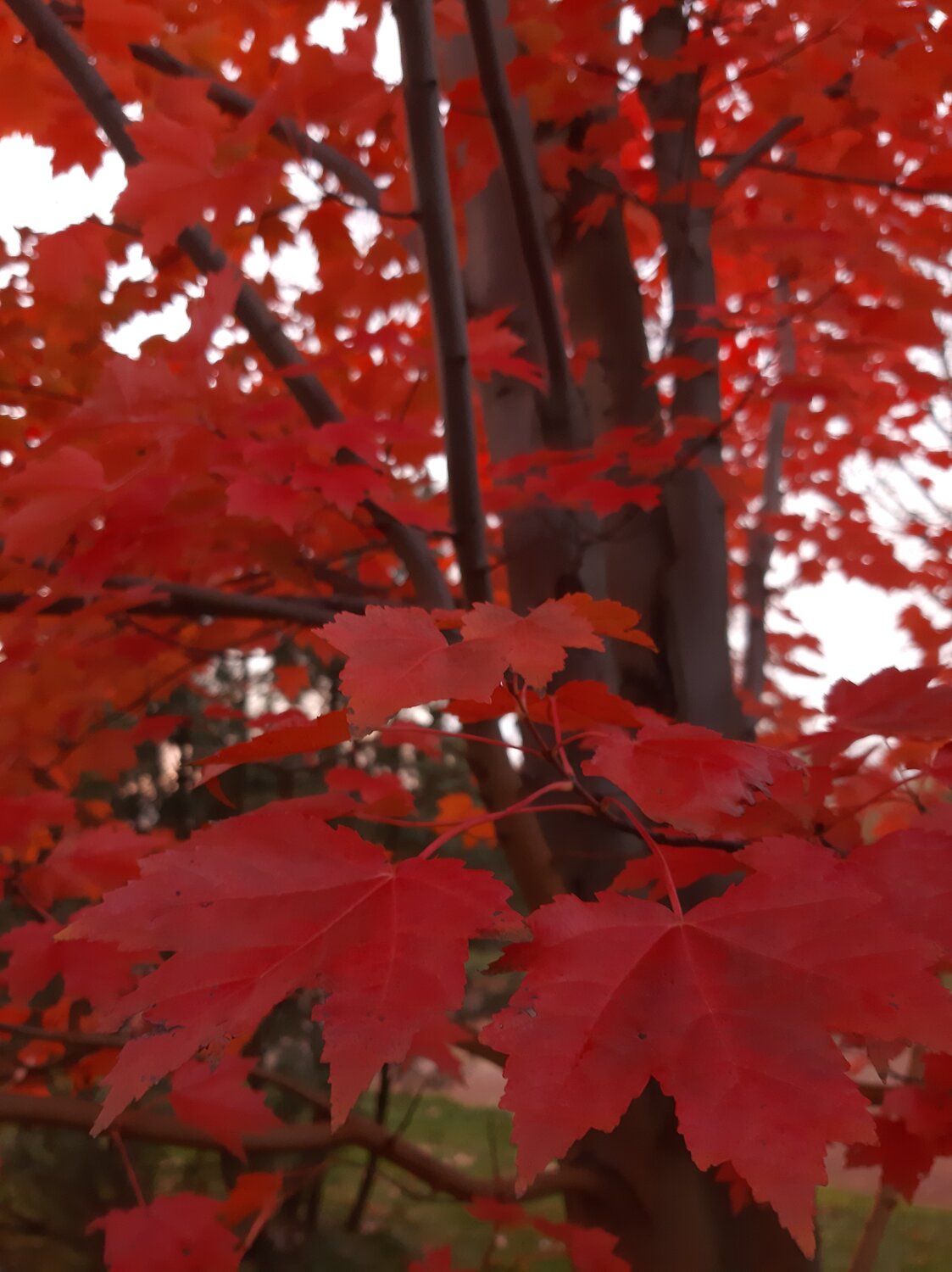 Photo #14083493