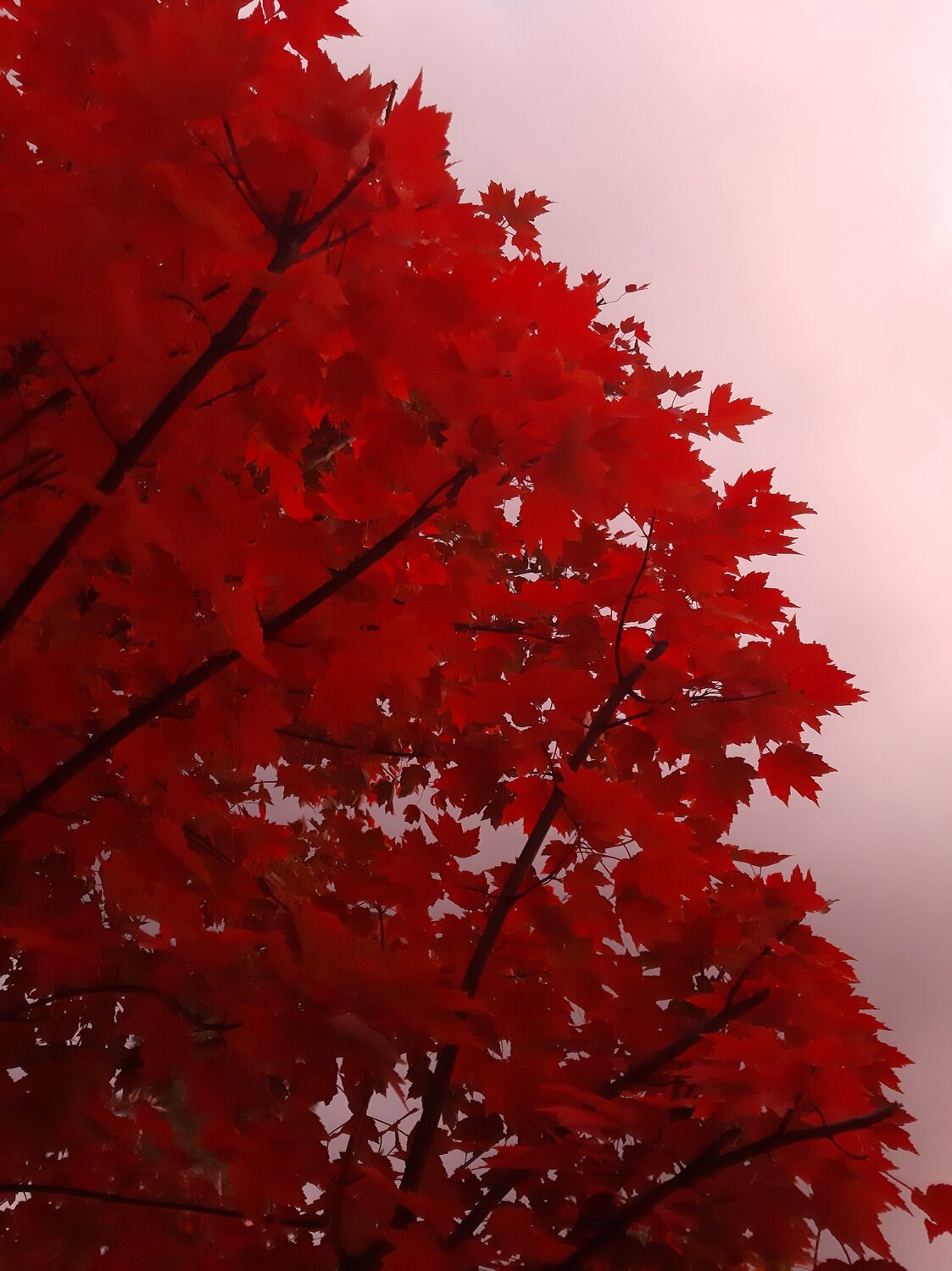 Photo #14083498