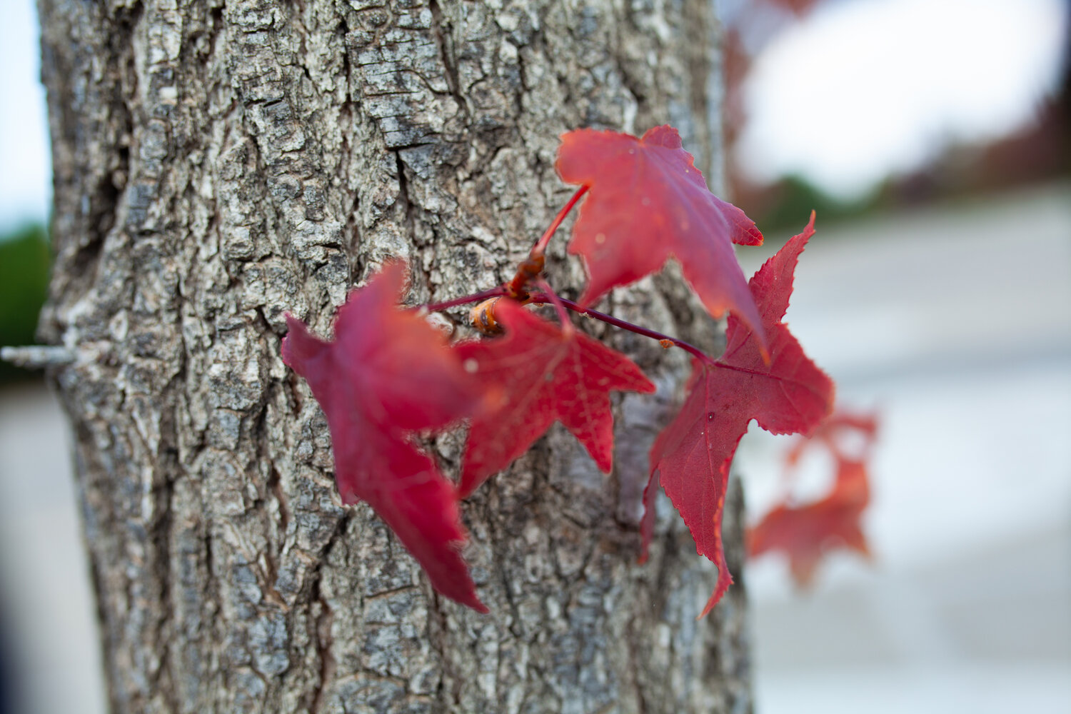 Photo #14083527