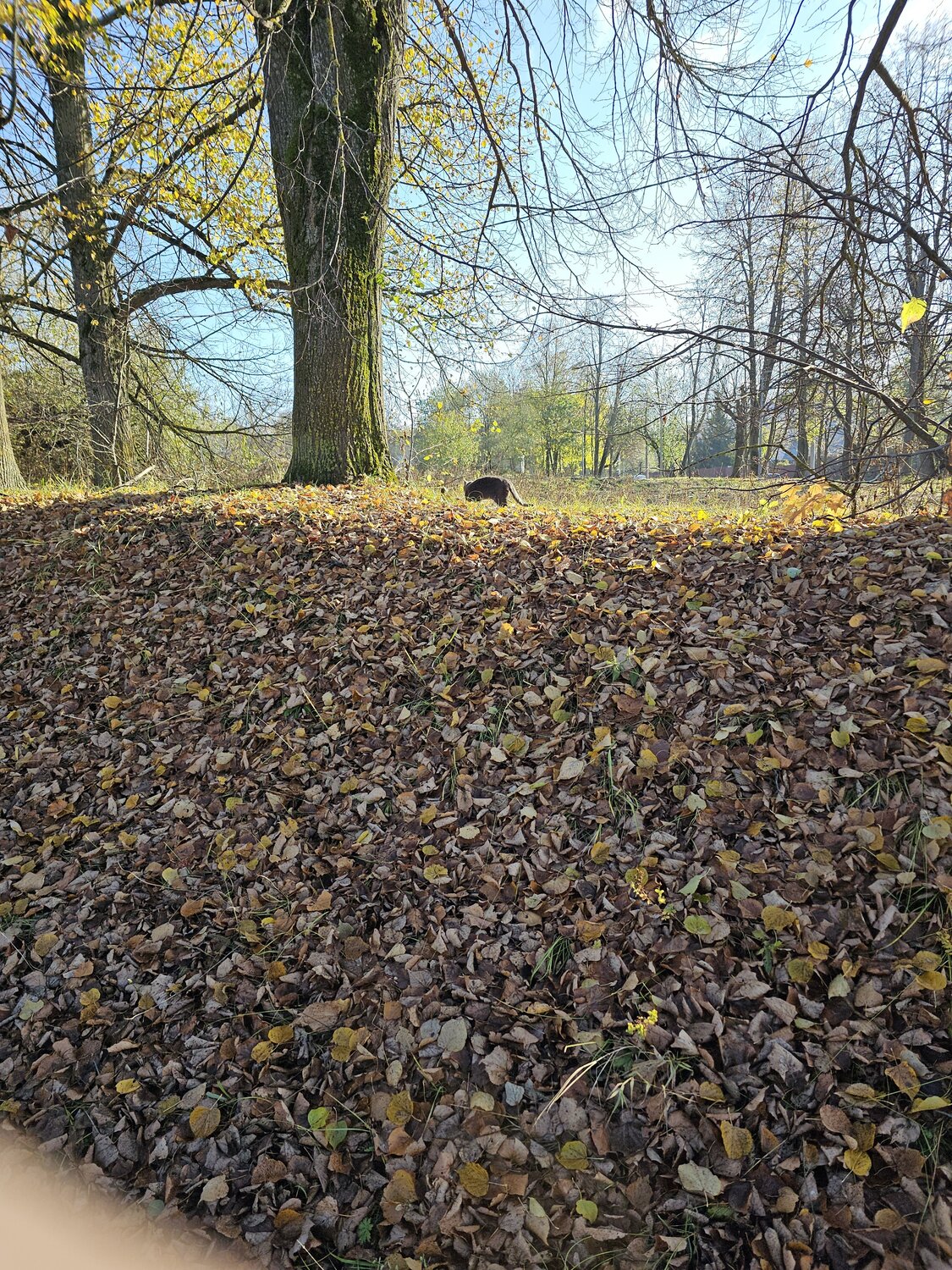 Photo #14083579