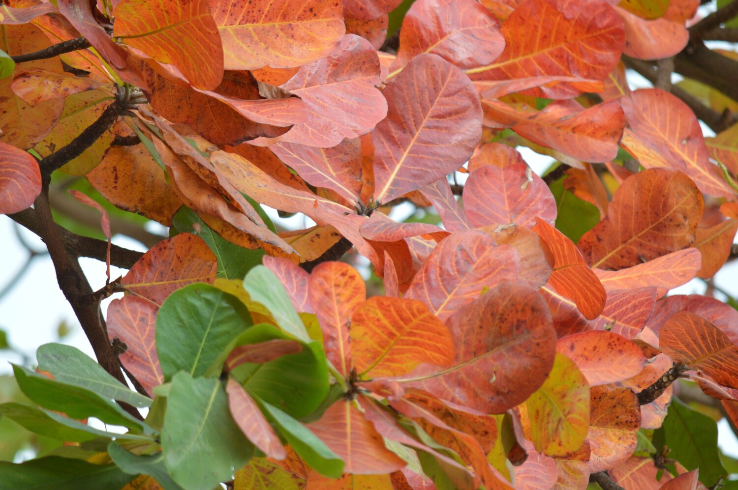 Photo #14083605