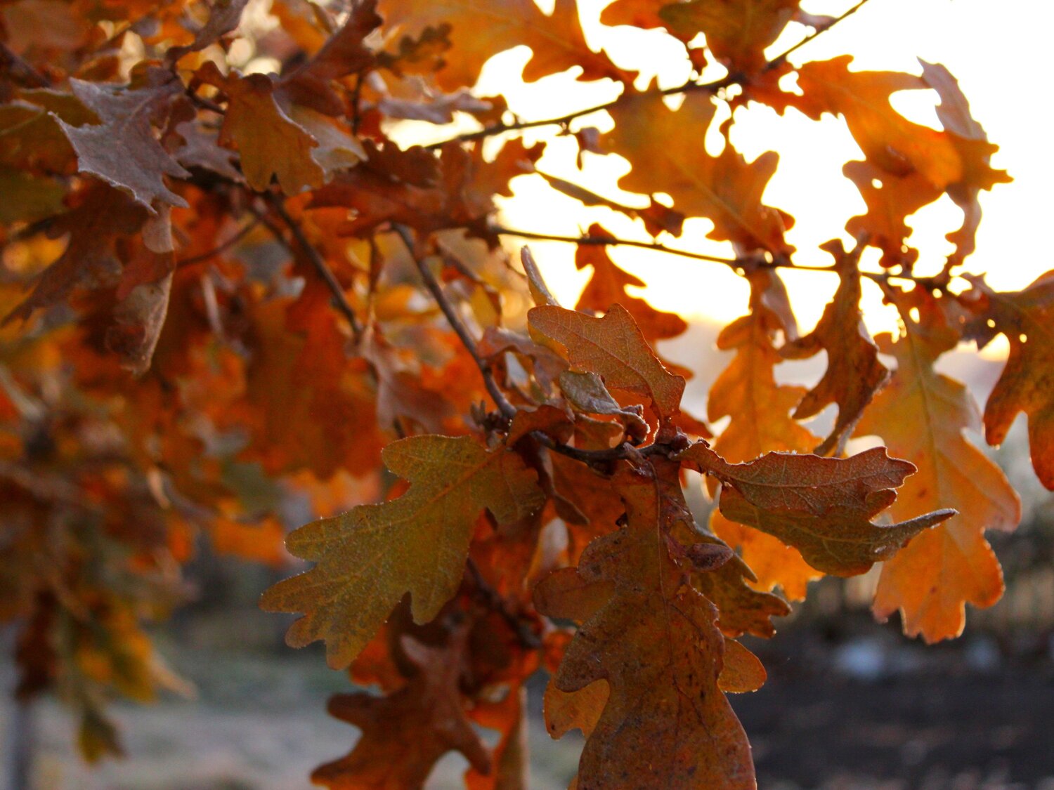Photo #14083666