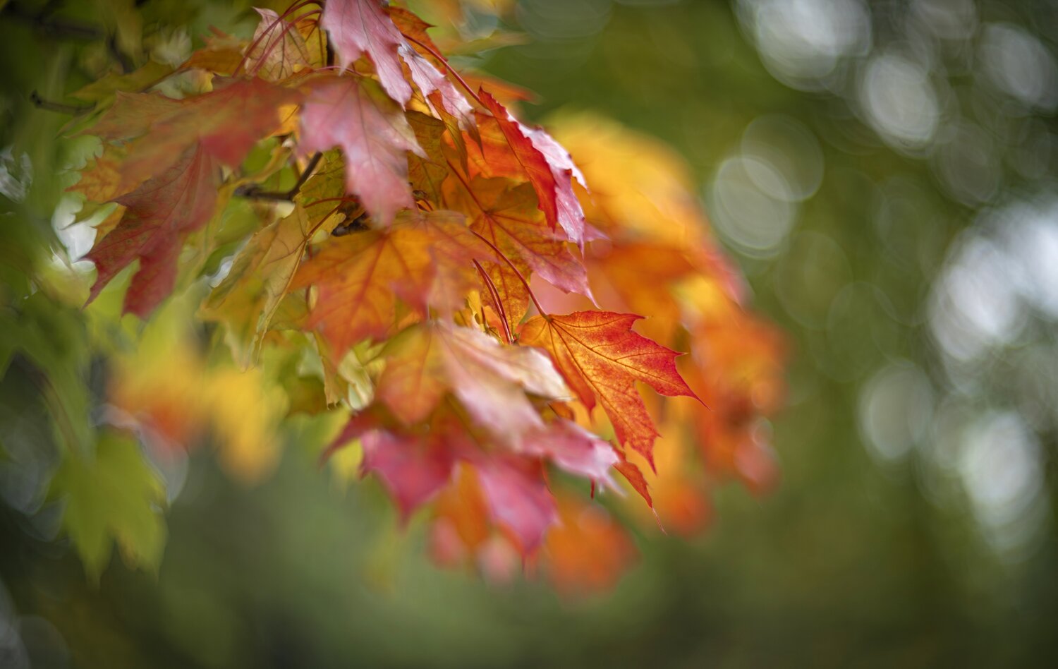 Photo #14083694