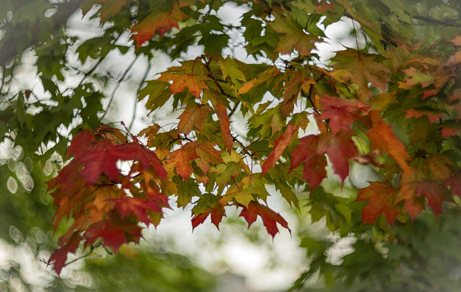 Photo #14083695