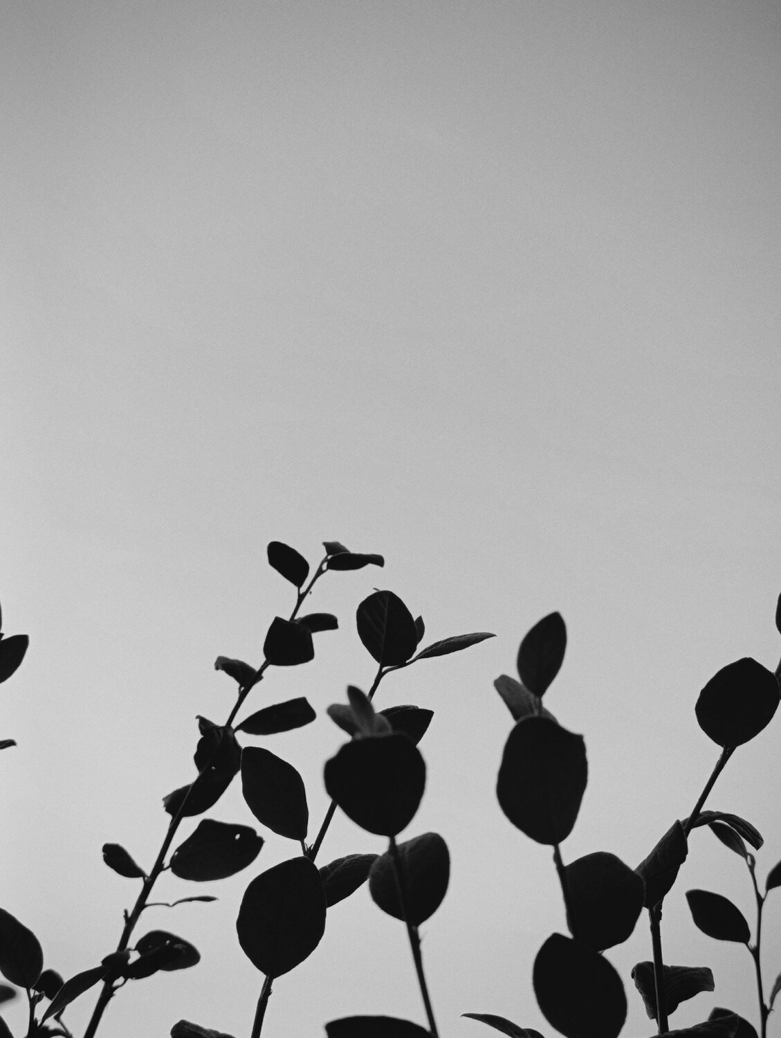 Photo #14083724