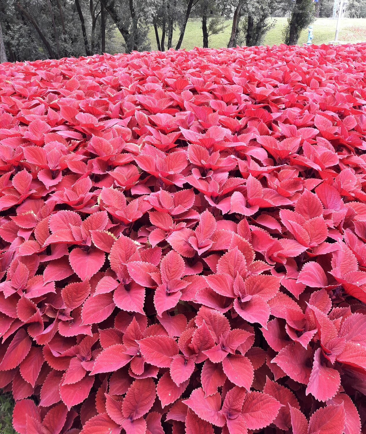 Common Coleus red