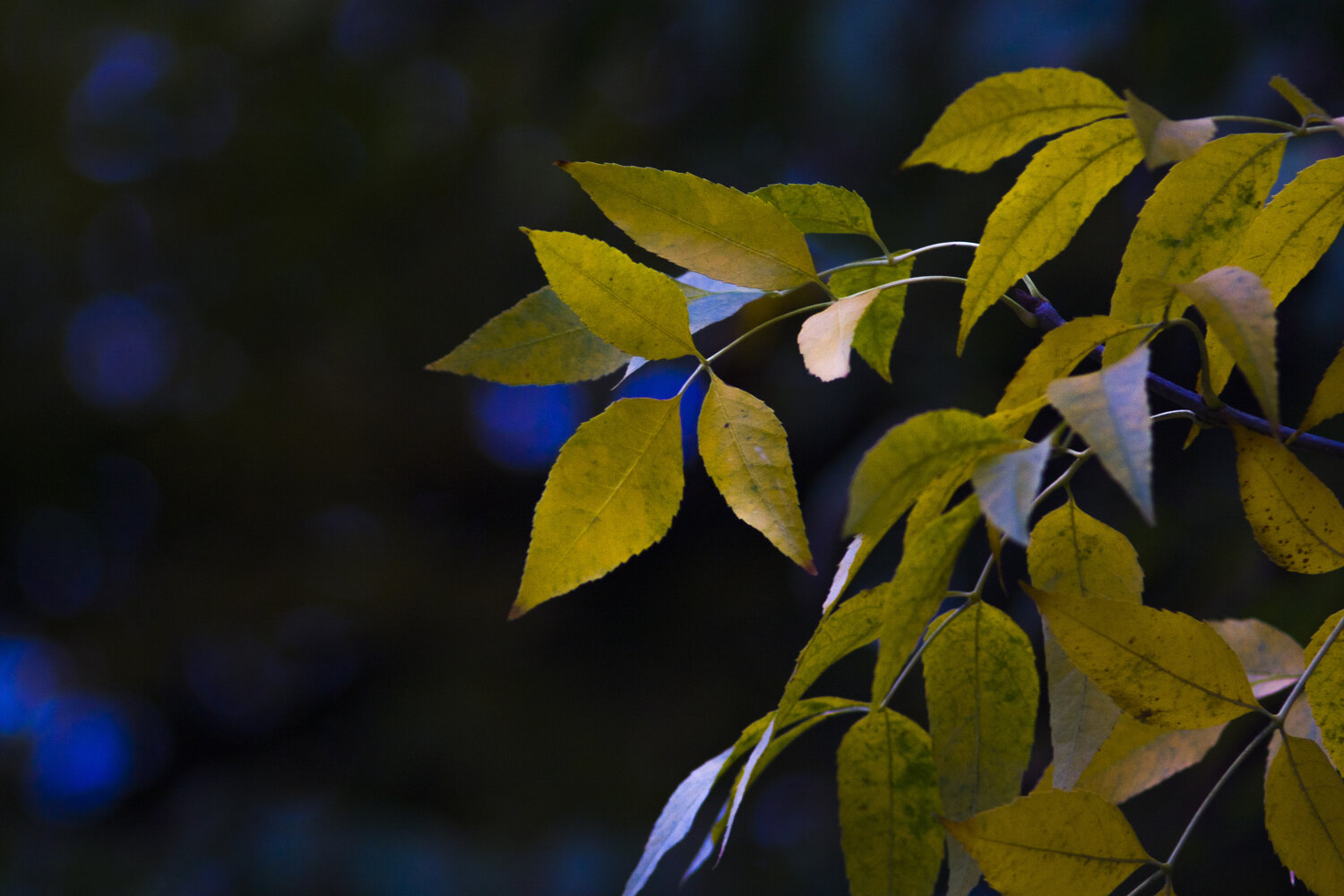Photo #14083799