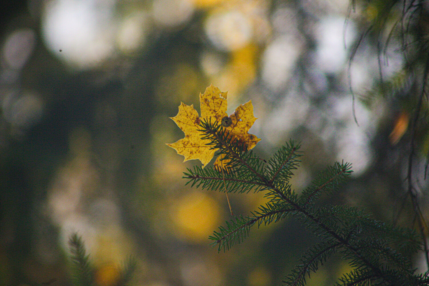 Photo #14083817