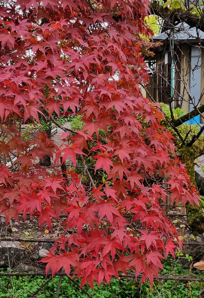 Red maples in Japan