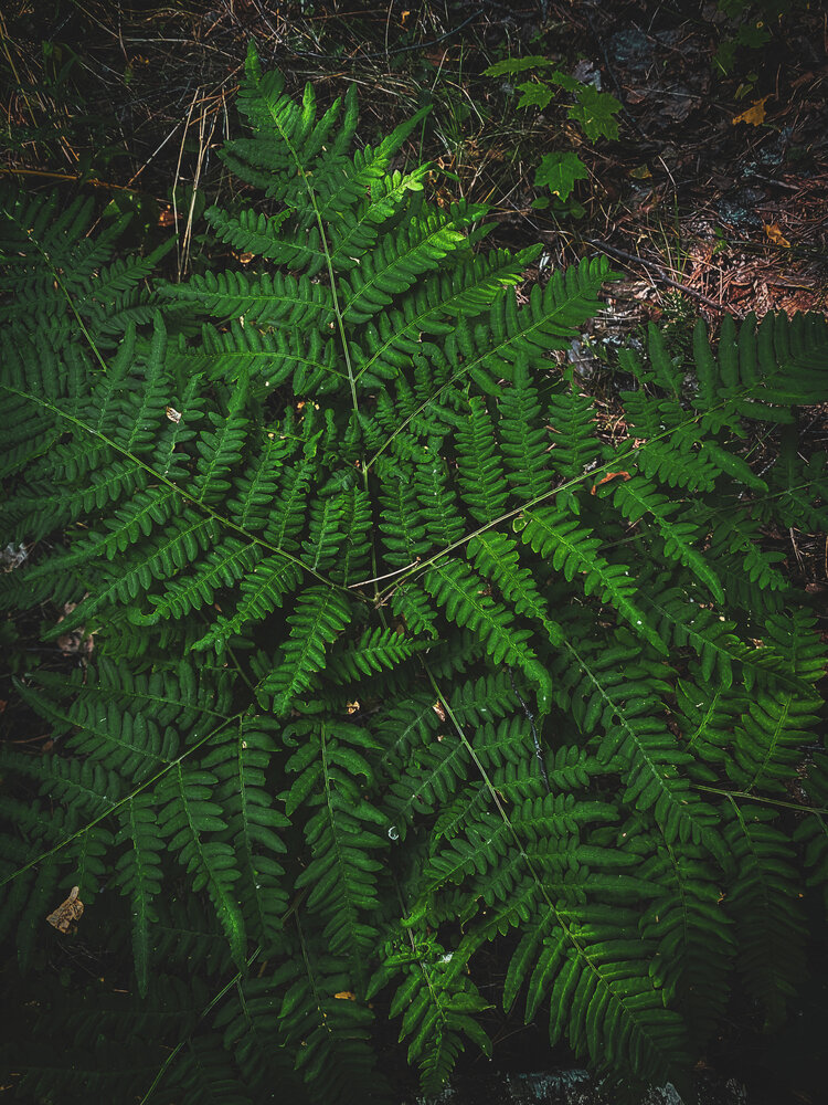 Photograph by Aлександра Чаплыгина
