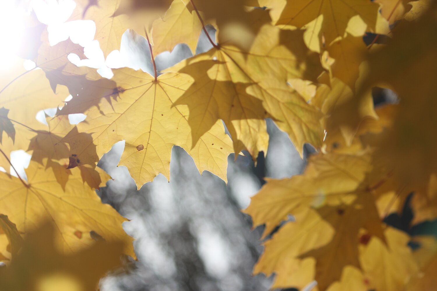 Photo #14083936