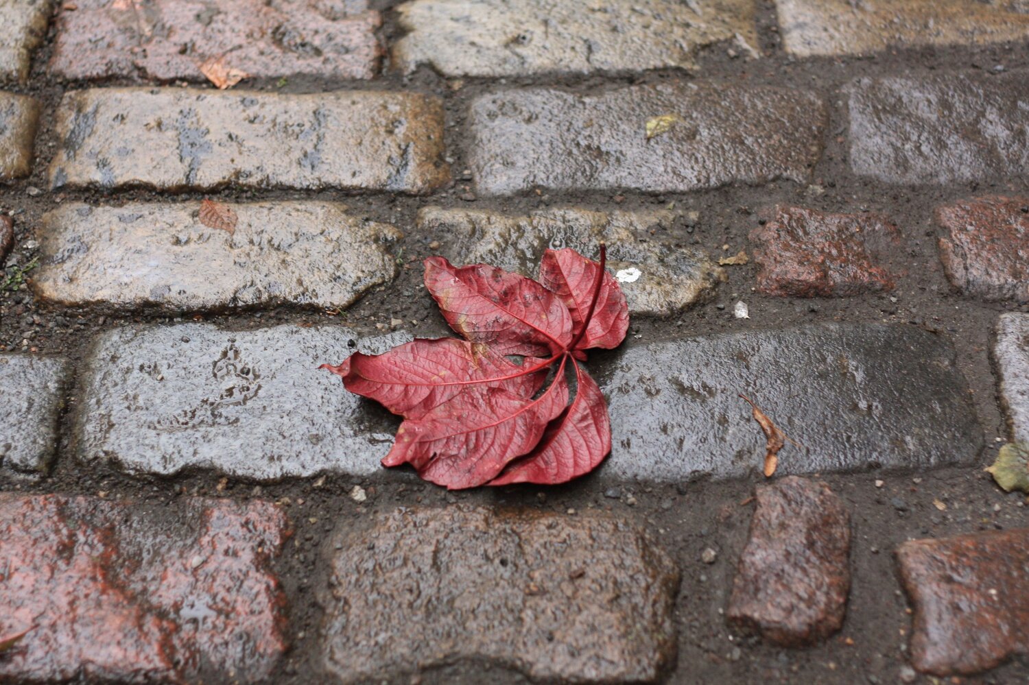 Photo #14083977
