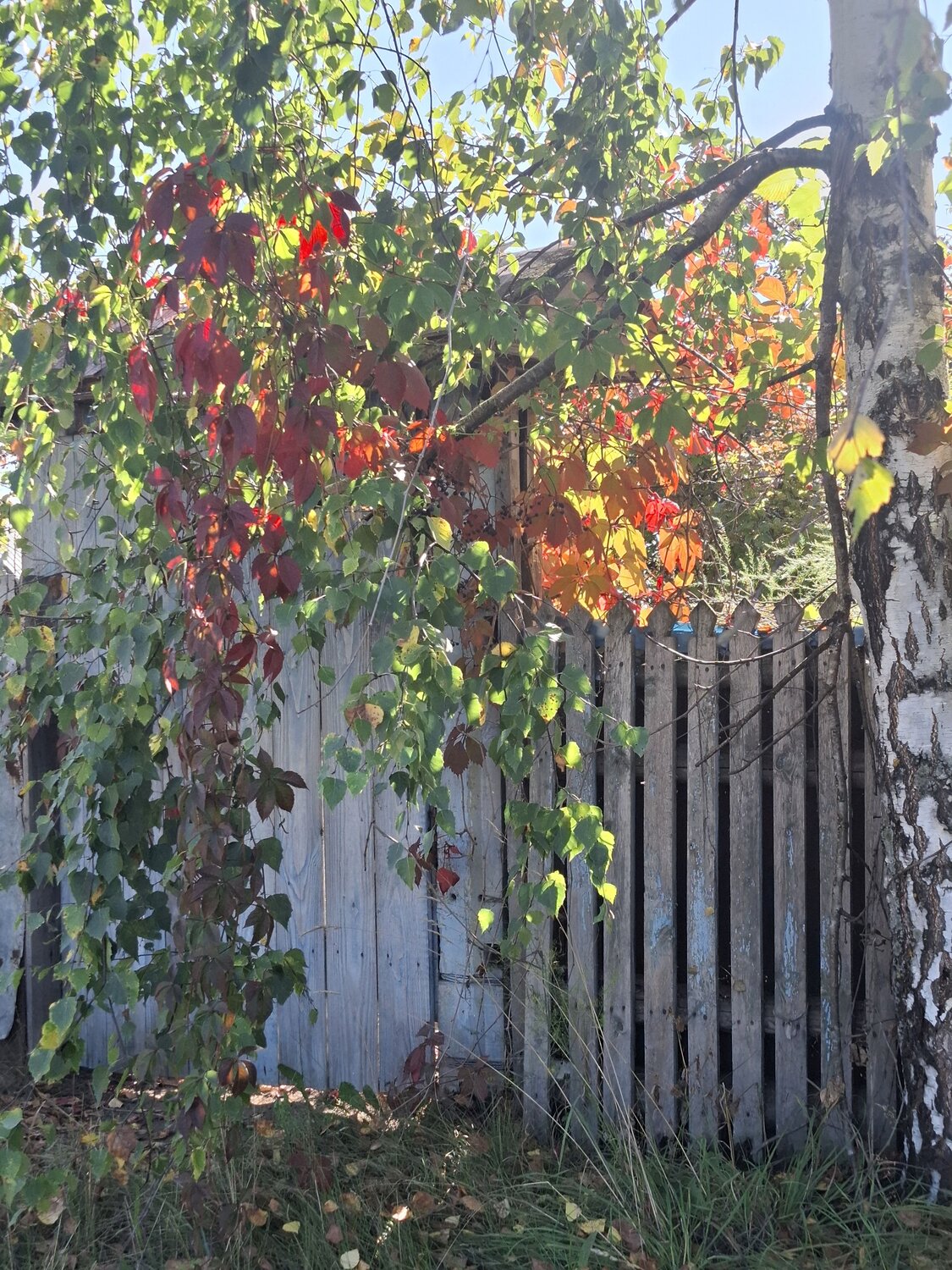 Photo #14084024