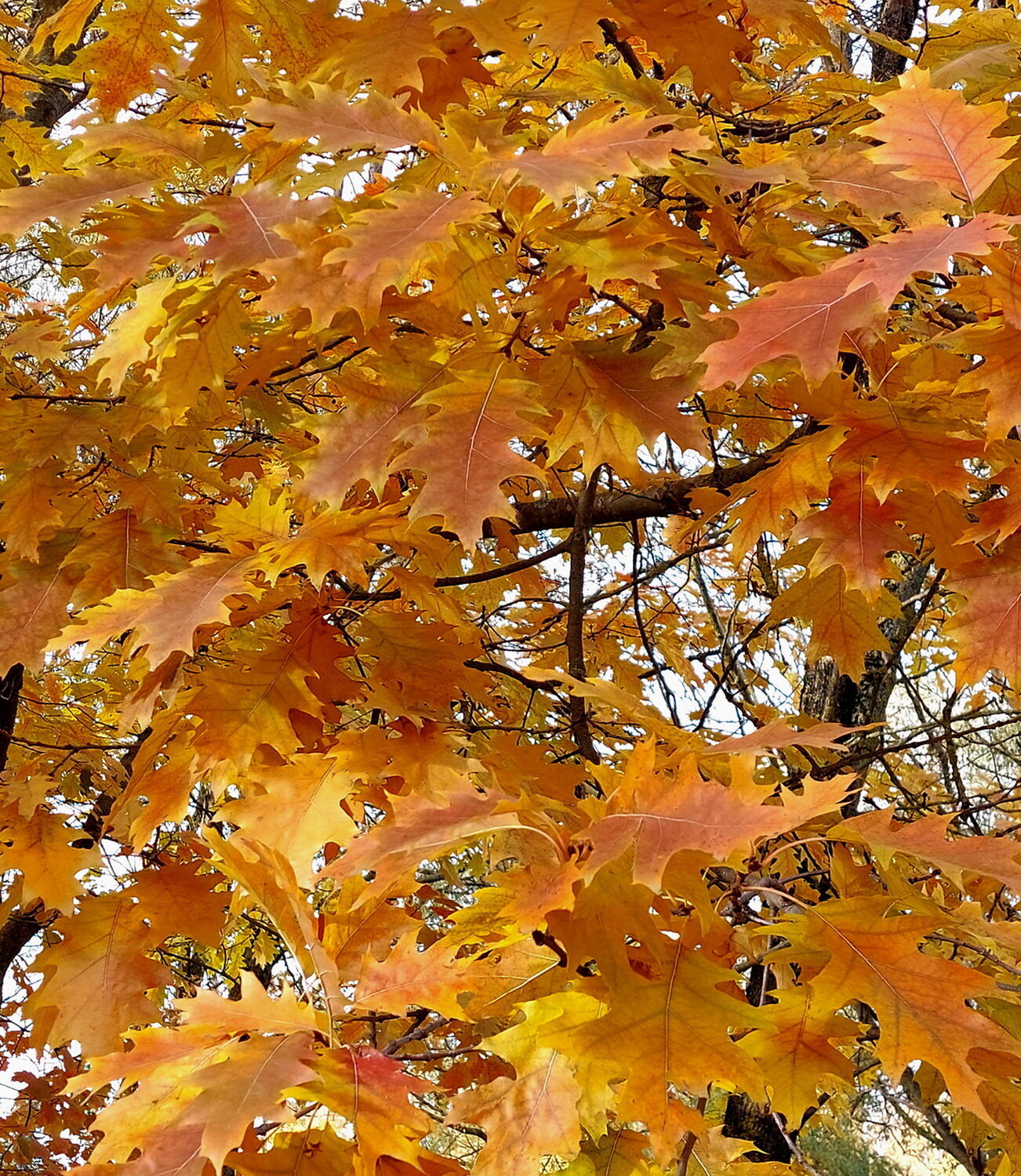 Photo #14084187